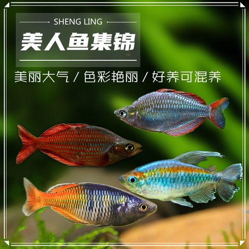 包邮热带观赏鱼活体 刚果美人电光美人石美人苹果美人红尾美人