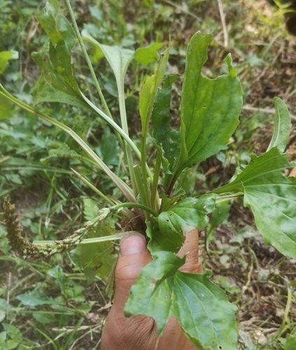 车前草清热利尿道路感染膀胱前列腺结石淋排化石消除炎肿中草药材
