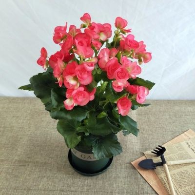 新品球根四季海棠夫妻花大花重瓣四季开花d室内喜阳光