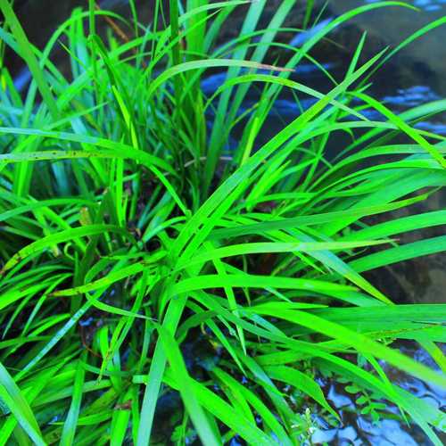 野生水菖蒲室 鱼龟缸过滤水草盆景内室外水培植物懒人盆栽好养活