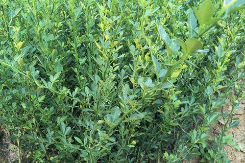 15/棵 枳壳苗 便宜处理优质积壳苗,包邮包邮