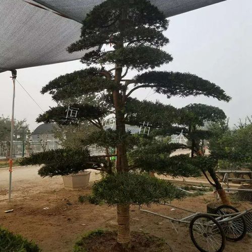 大型罗汉松盆景日本罗汉松矮霸造型盆景大树风景树树