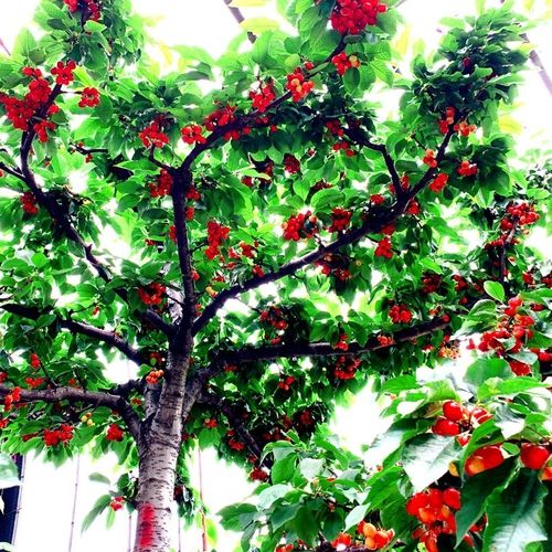 车厘子树苗南方种植俄罗斯八号樱桃树大樱桃树苗盆栽地栽齐早北方