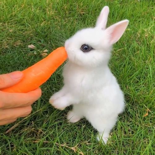真小兔子活体公主兔长不大小型侏儒兔迷你宠物宿舍好养垂耳兔活物