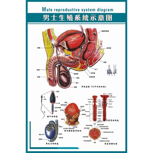 男女泌尿生殖展板 男性生殖系统解剖图 门诊展板 医院广告 海报图