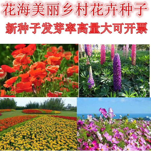 壁纸 成片种植 风景 花 植物 种植基地 桌面 800_800