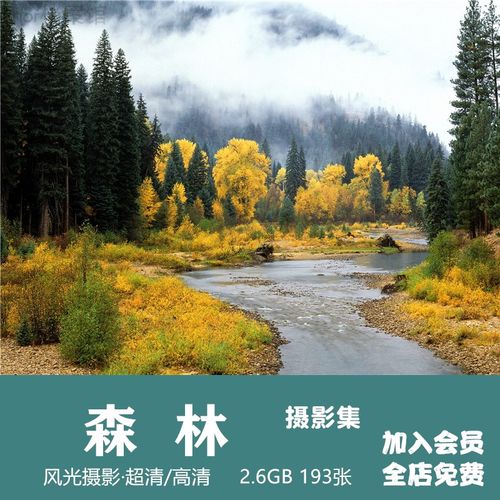 森林摄影集风景绿色原始公园雨林树林山林自然高清图片喷绘素材