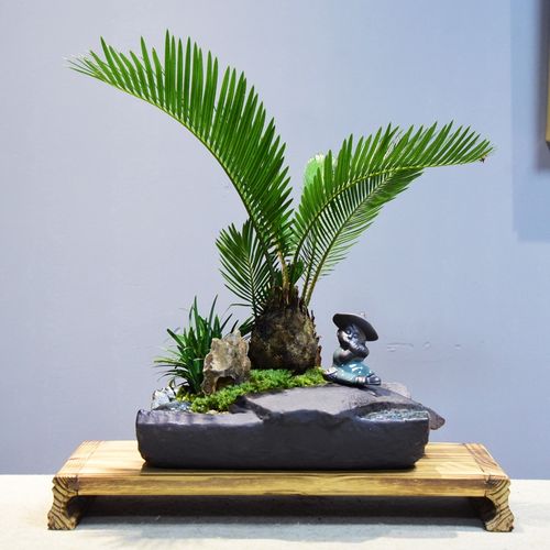 铁树盆栽室外室内植物办公阳台书房苏铁盆景桌面好养绿植四季常青