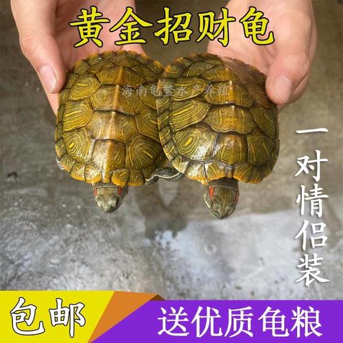 巴西龟活体小乌龟好养黄金招财龟家养龟大乌龟镇宅龟情侣龟宠物龟