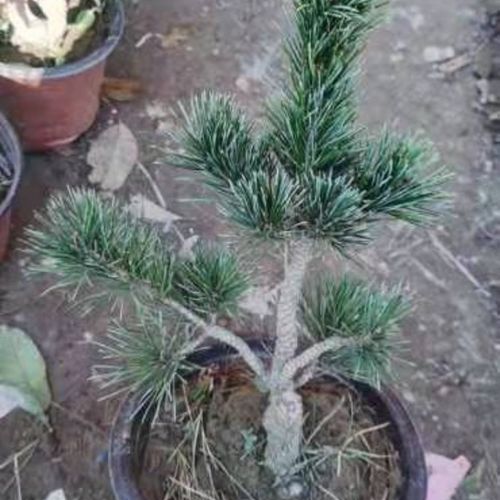 五针松小苗正宗嫁接五针松短针五针松日本宫岛大阪五针松盆景树苗【3