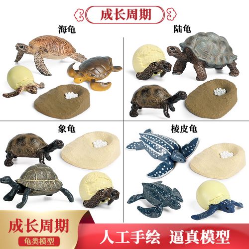 仿真大海龟模型乌龟生成长周期表儿童早教科普认知象陆龟玩具礼物