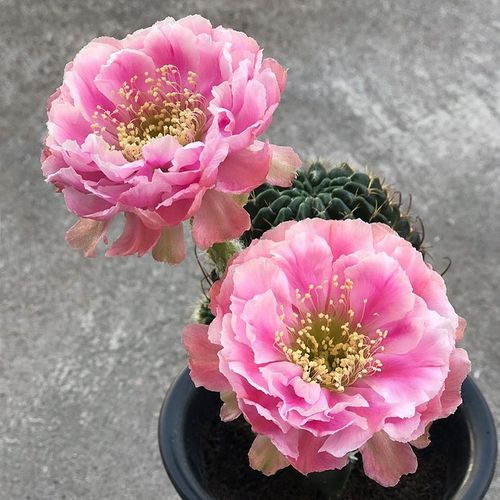 l33丽花球重瓣牡丹花状花朵丽花球属仙人球多肉植物.