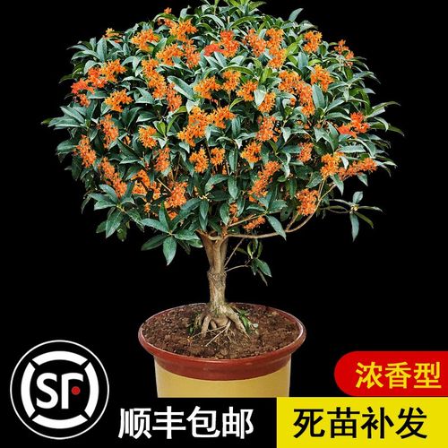 花种植好养活四季桂花树大树喜阳耐晒植物各种花卉大全浓香型金桂