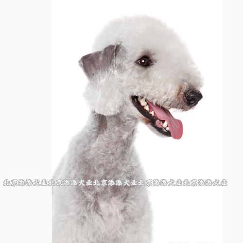 贝灵顿梗犬幼犬纯种狗狗宠物小型犬小绵羊泰迪比熊沙茶色不掉毛