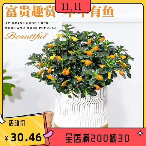 金鱼花吊兰盆栽招财植物室内四季开花不断好养绿植办公室垂吊花卉