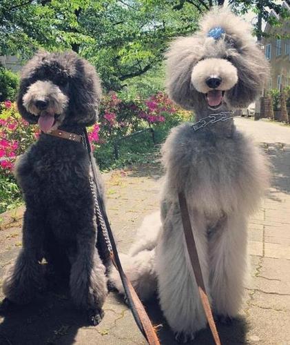 家养纯种巨型贵宾犬幼犬活体 大型玩具泰迪宠物狗巨贵赛级贵妇犬