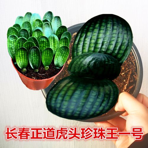 长春新款精品虎头珍珠王国宝级君子兰苗水晶钢板宽叶圆头盆栽花卉