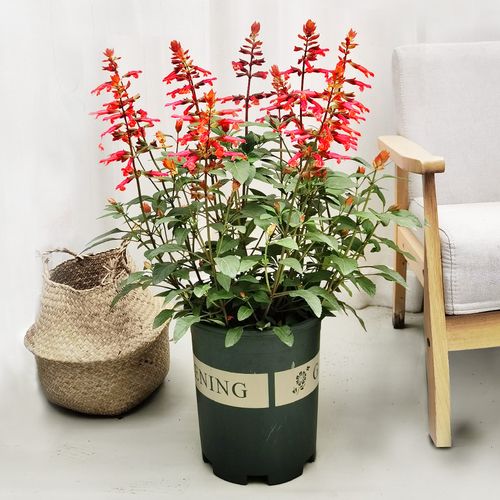 金叶子一串红盆栽室外阳台花园庭院花卉多年生草本植物四季易养活