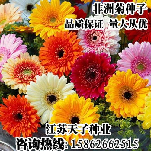 南非万寿菊种子 非洲蓝目菊 非洲菊种子 四季易播绿化花籽包邮