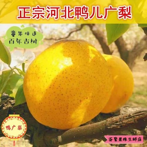 鸭广梨渣子梨疙瘩梨猴头梨子母梨子水果2斤/5斤鸭儿广梨水果