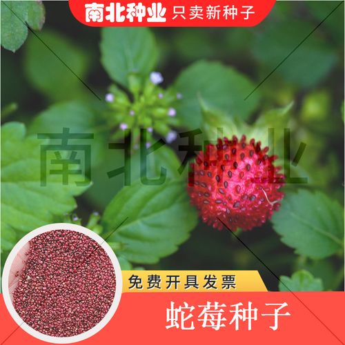 蛇莓种子 野生草莓多年生园林地被花籽草坪点缀 庭院盆栽花卉种子