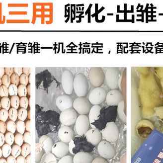智能水床孵化机家用型鸡鸭鹅孵化器55枚小型90r枚卵蛋箱全自动控