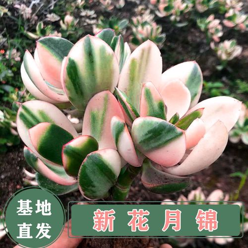 多肉植物新花月锦黄金花月玉树盆栽多肉法师老桩肉肉植物多肉特价