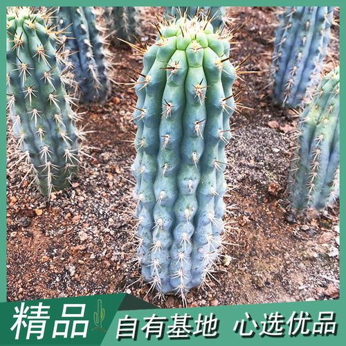 佛塔柱仙人柱蓝色实生仙人掌大型沙生植物庭院造景非仿真绿植盆栽
