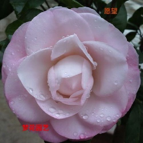 心愿茶花稀少名贵品种粉色系室内外观花观叶绿植花卉盆栽