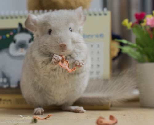 q派龙猫安哥拉长毛基因金色龙猫活体公75基因(售出)