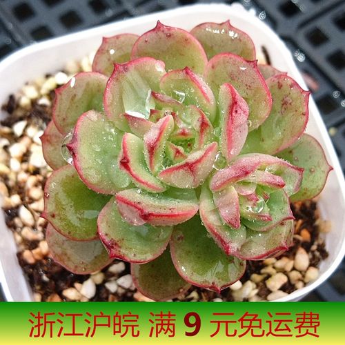 妮可莎娜 小老桩果冻色新手盆栽办公室组合拼盘多肉植物 艾格尼斯玫瑰