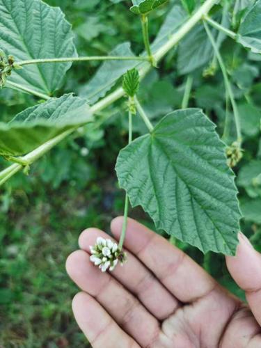 豆科植物补骨脂相思豆野生中草药材种苗种子园林绿化苗木观赏药用