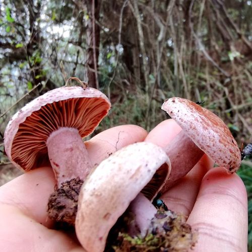 新鲜野生菌枞树菌湖南乌枞菌重阳菌寒菌雁来蕈三九菇松乳菇松树菌【15