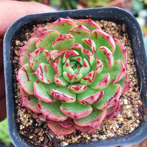 迎虞花苑 精品稀有贵货多肉植物 精品魔焰单头