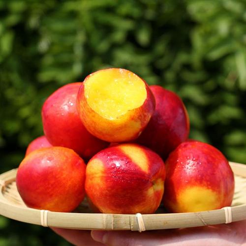 大连红衣黄肉油桃3斤桃子新鲜水果油桃甜脆桃当季包邮