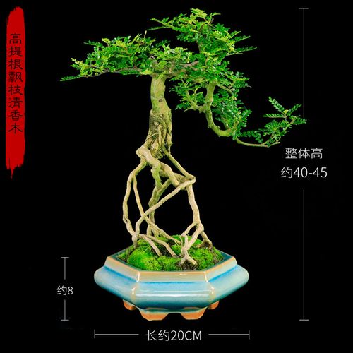 高提根清香木水横枝盆景悬崖造型老桩植物办公室客厅胡椒木盆栽