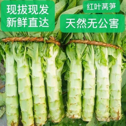 现货现摘莴笋新鲜莴苣包邮农家自种青笋蔬菜整箱特产绿笋蔬菜批发