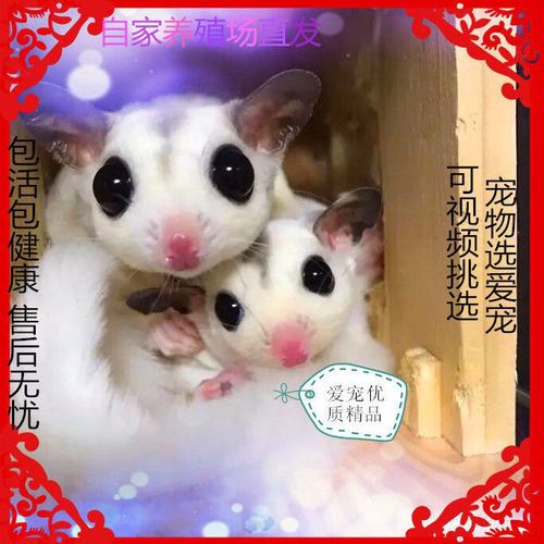 澳洲纯白蜜袋鼯小飞鼠马赛克白脸蜜袋鼬幼崽拇指鼠密袋鼠稀有宠物