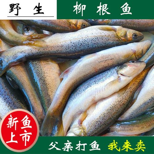 柳根鱼东北黑龙江省特产冷水鱼鲜活速冻新鲜小杂鱼食用淡水鱼