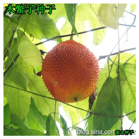 木鳖子种子 木鳖藤种子 别称:番木鳖,糯饭果,老鼠拉冬瓜种子等