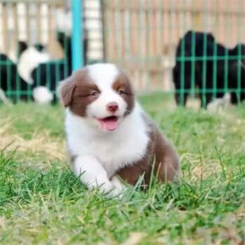 纯种边境牧羊犬宠物幼犬-纯种边境三通七白-赛级边牧-聪明灵活护卫犬