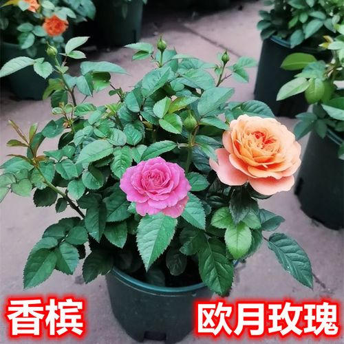 欧月玫瑰花盆栽带花苞四季开花不断月季果汁香槟玫瑰庭院花园花卉