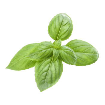 新鲜罗勒叶250g 九层塔叶鱼香菜 西餐配料香料 北京当日达