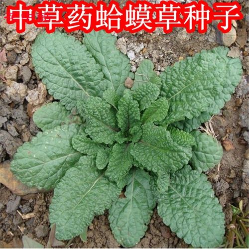 花中酷    蛤蟆草种子 荔枝草雪见草 青蛙草 车轮菜中药材种子蟾蜍草