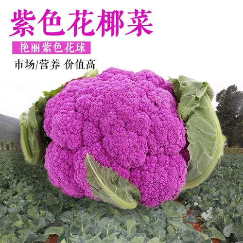 紫色花菜种子紫色花椰菜种籽紫菜花春秋季种植蔬菜种