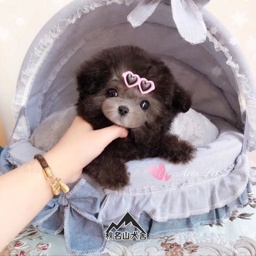 泰迪幼犬纯种贵宾犬茶杯犬飞耳灰泰迪小型犬长不大宠物狗狗活幼体