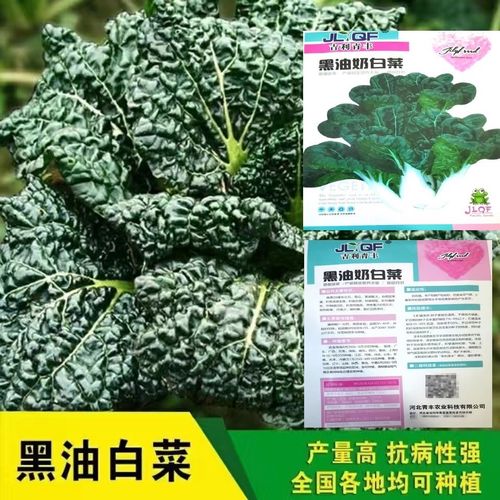 【黑油白菜种子】奶油白菜种子青菜黑油菜生菜种子秋季播营养丰富