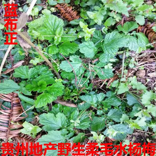 新鲜野生水杨梅 头晕药 蓝布正 路边香 水益母  南布正500g中药材