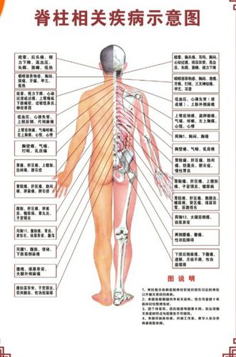 人体骨骼图挂器官内脏结构海报脊柱解肌肉分布解剖挂画(注意:详情看