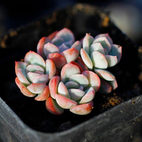 莎莎女王水莲精品控养多肉植物 状态肉肉 室内盆栽植物基地包邮
